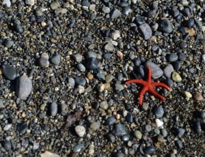 red star fish on black stone thumbnail