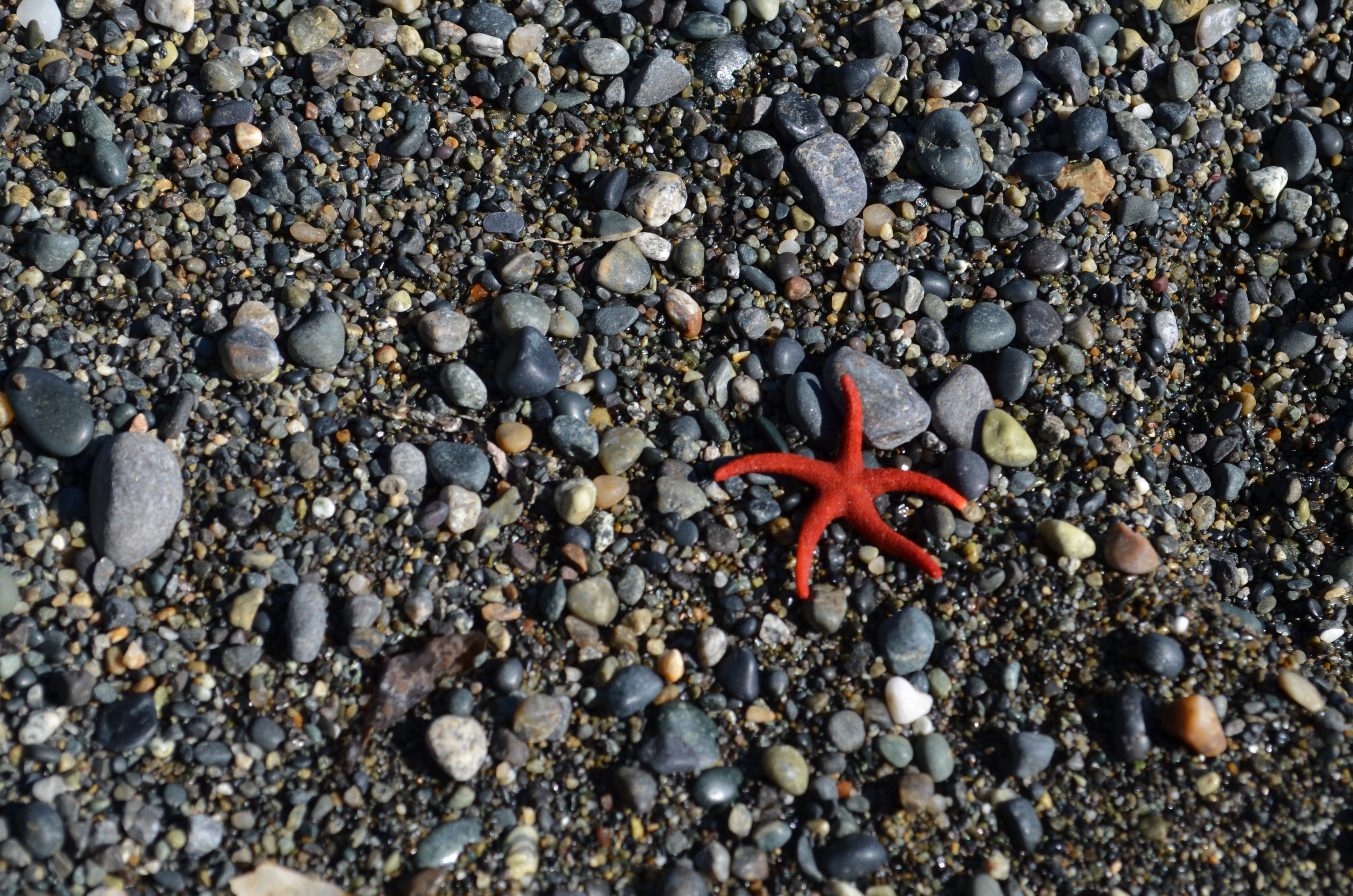 red star fish on black stone