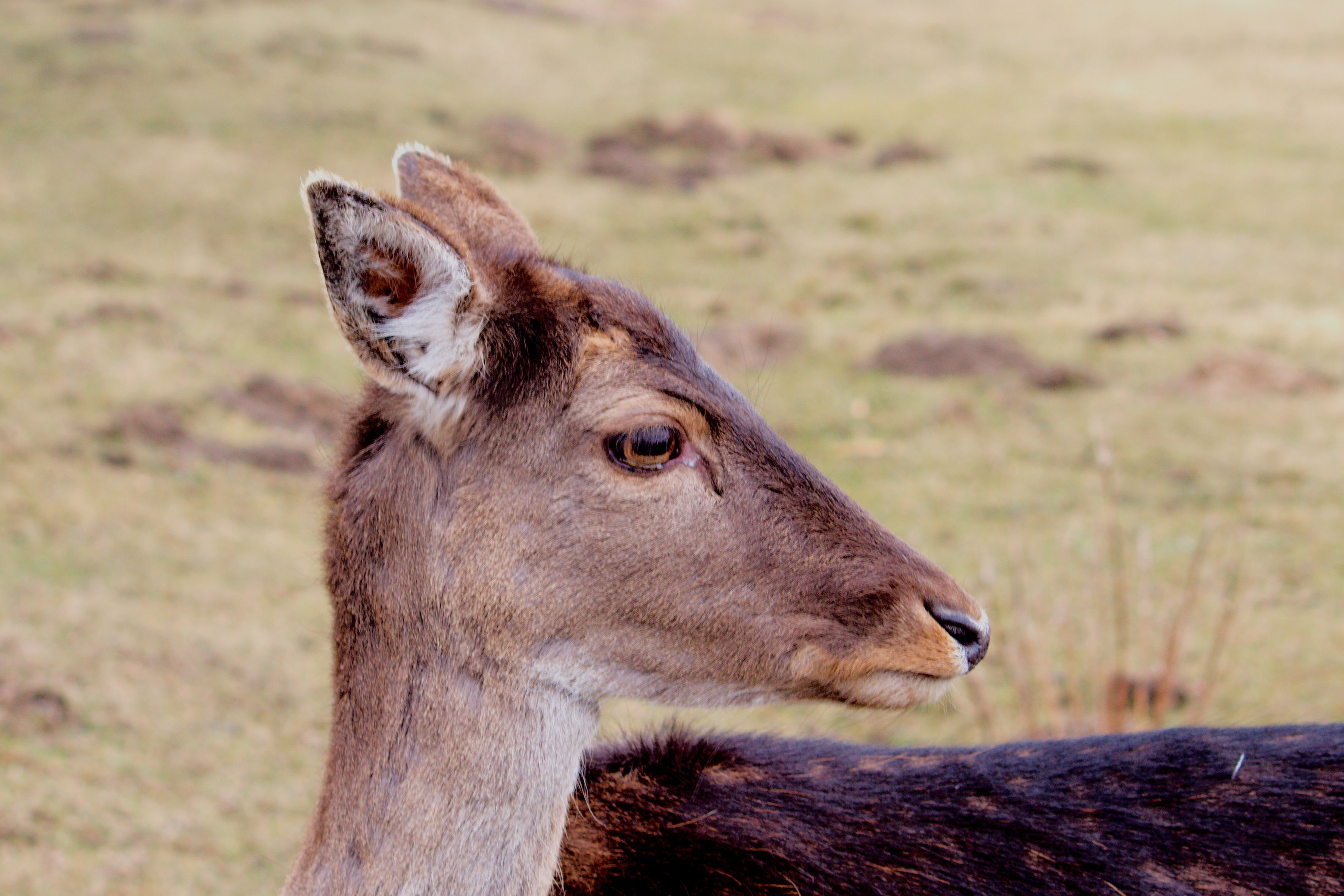 grey and black animal