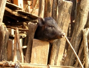 black boar thumbnail