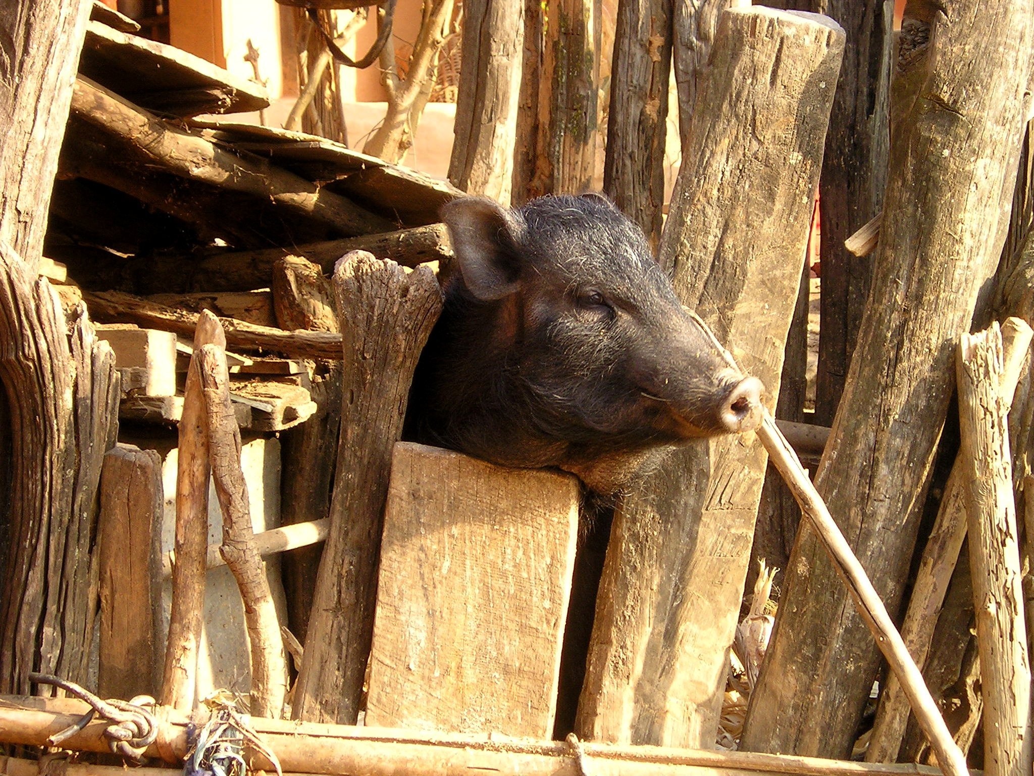 black boar