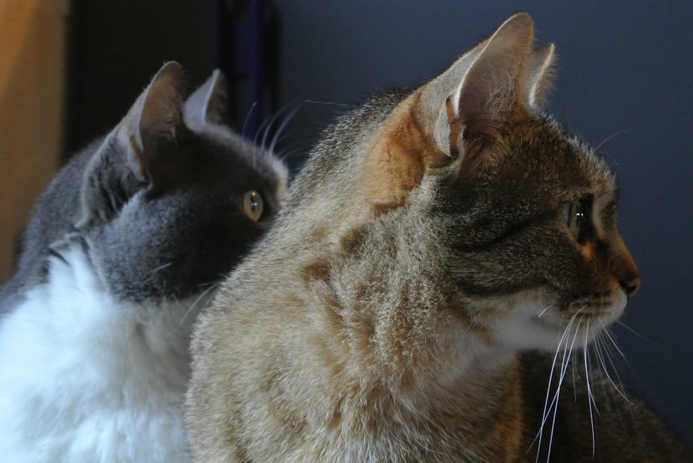 grey and white cat and brown cat preview