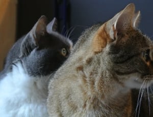 grey and white cat and brown cat thumbnail