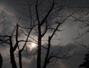 silhouette of leafless trees thumbnail