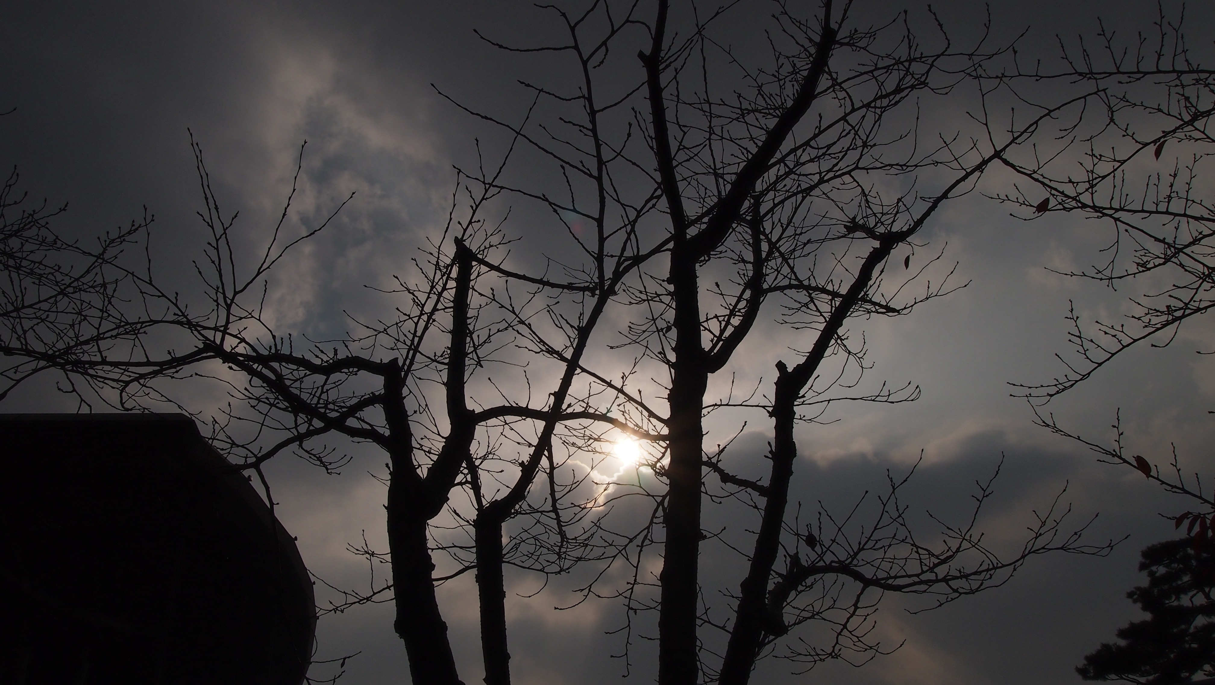 silhouette of leafless trees
