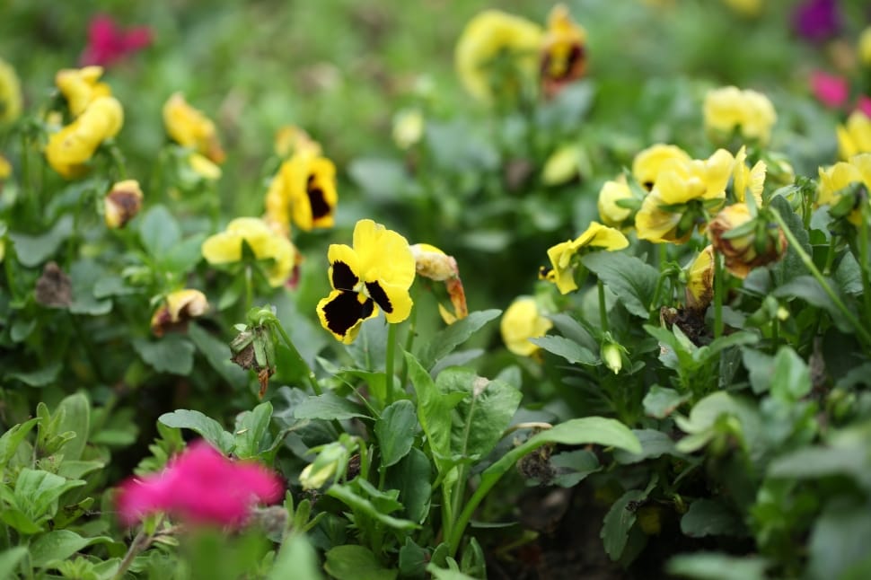 yellow and purple pansies preview