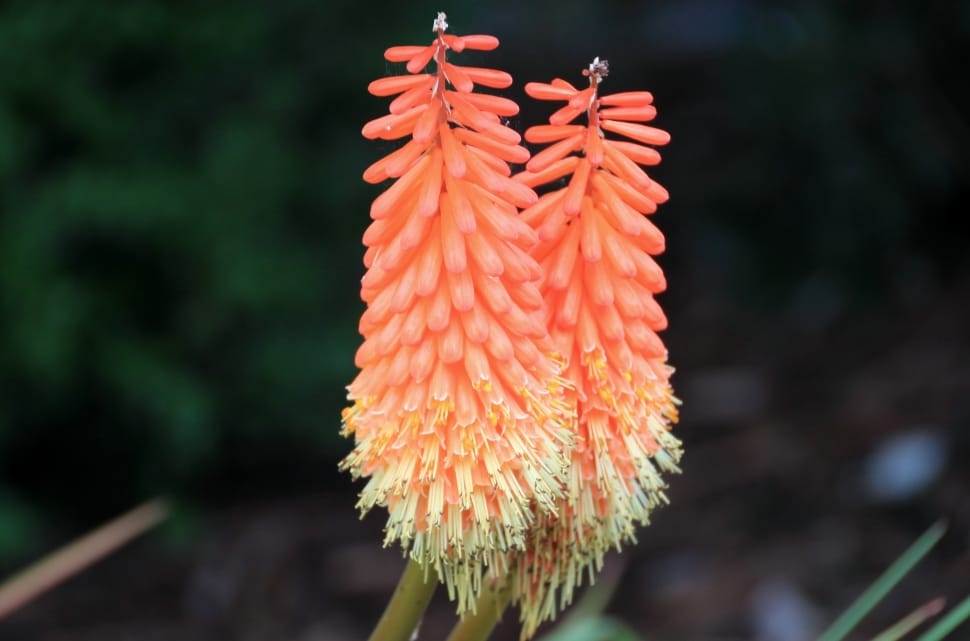 peach hot poker flowers preview