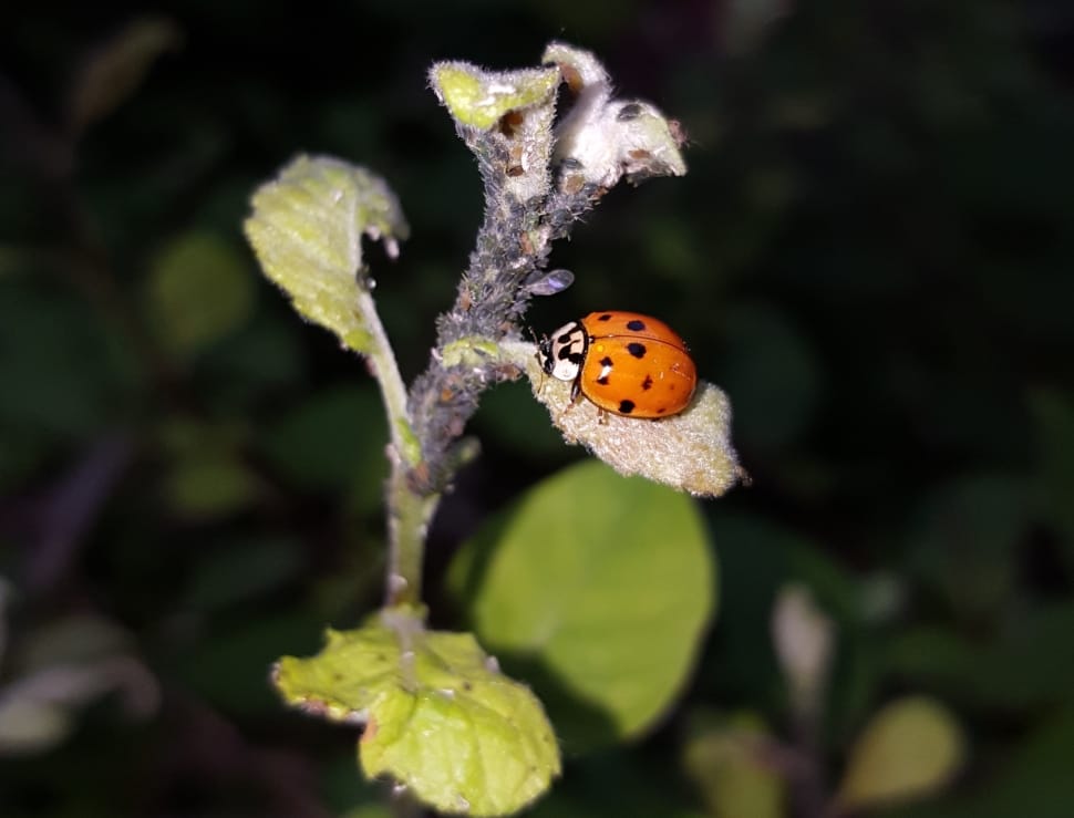red and black ladybug preview