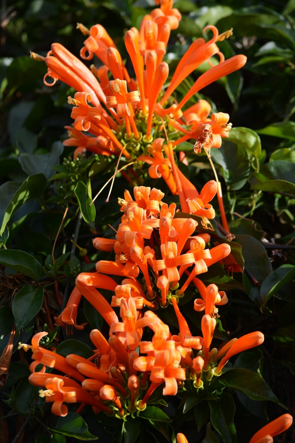 orange flowers preview