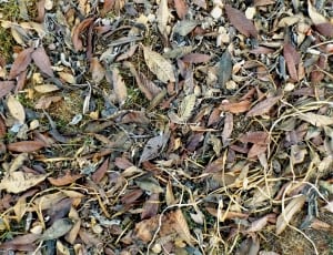 withered leaves thumbnail