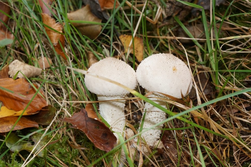 white mushroom preview