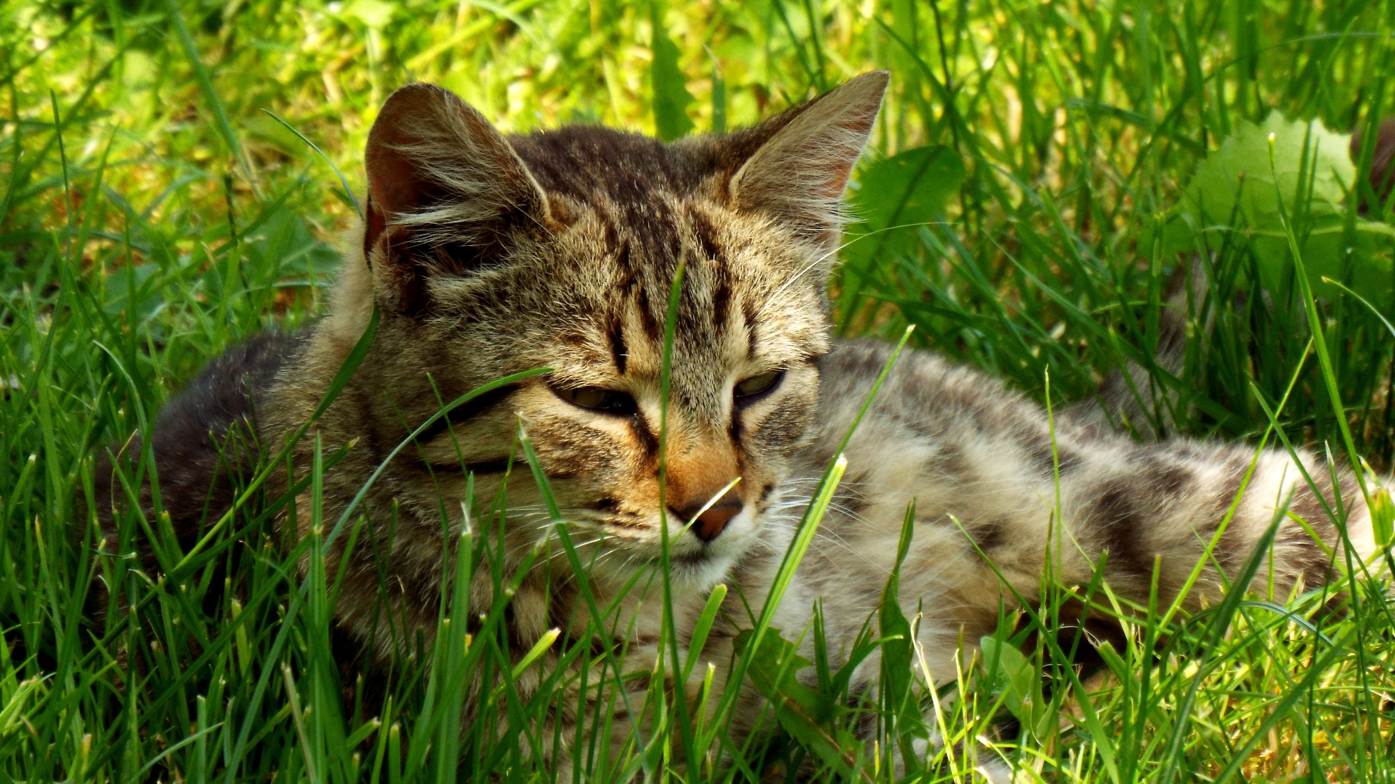 black and brown tabby cat