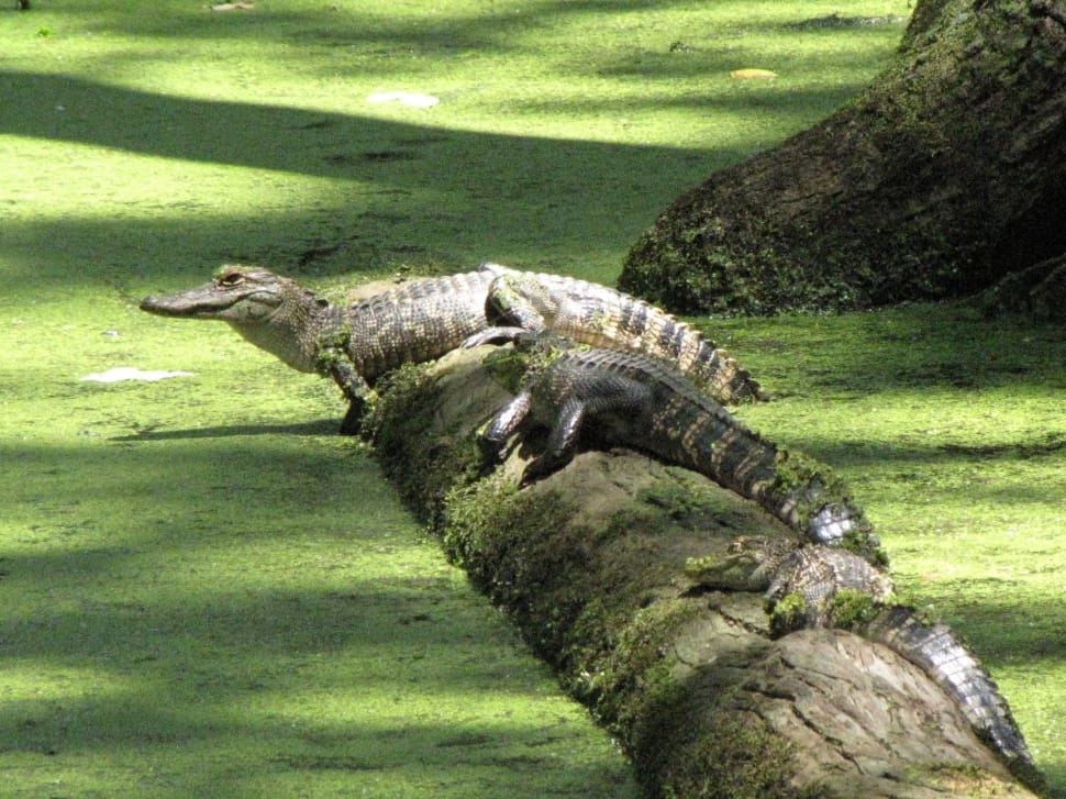 two alligators on log at the swamp during day preview