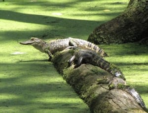 two alligators on log at the swamp during day thumbnail