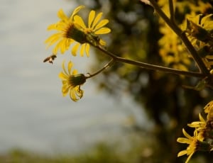yellow and black honey bee thumbnail