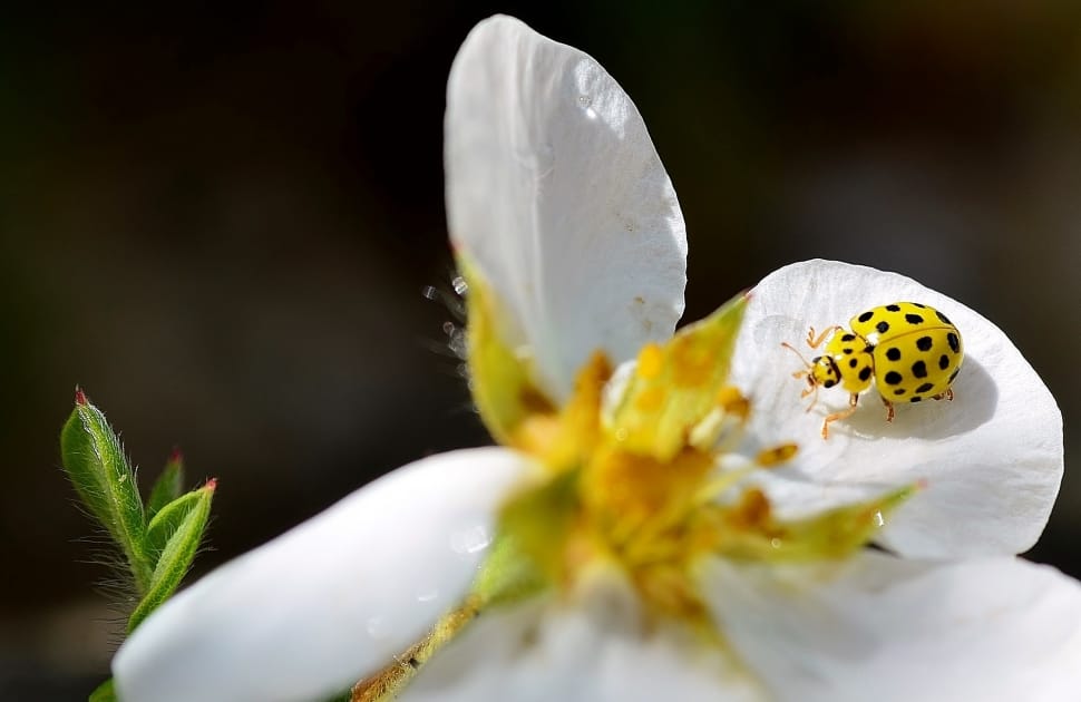 Beetle, Yellow, Spotted, Insect, flower, one animal preview