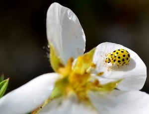 Beetle, Yellow, Spotted, Insect, flower, one animal thumbnail