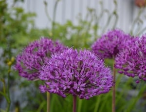 Allium, Lökväxt, Purple, Balls, Flower, ,  thumbnail