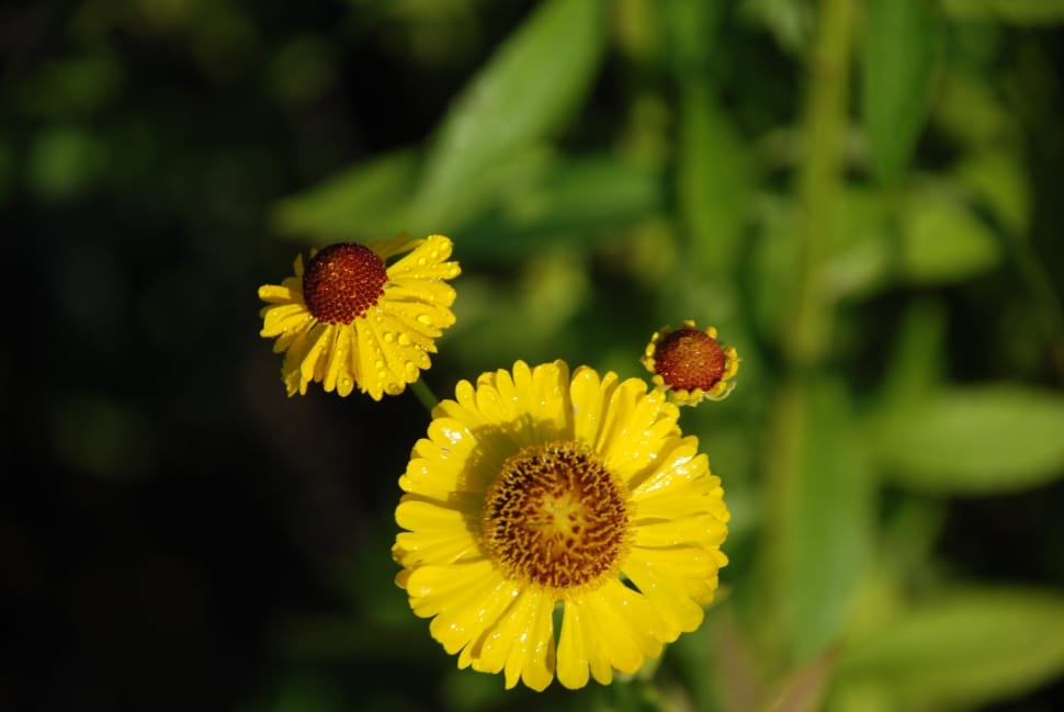 yellow and brown flowers preview
