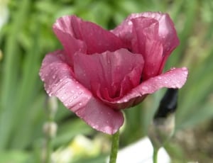 pink anemone thumbnail