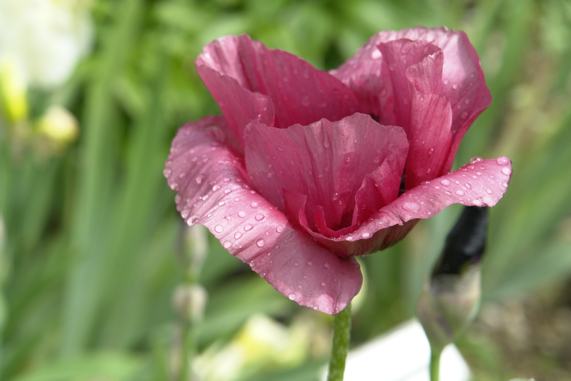 pink anemone