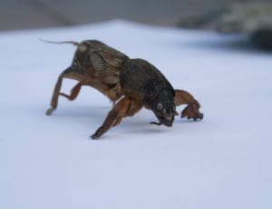brown and black mole cricket thumbnail
