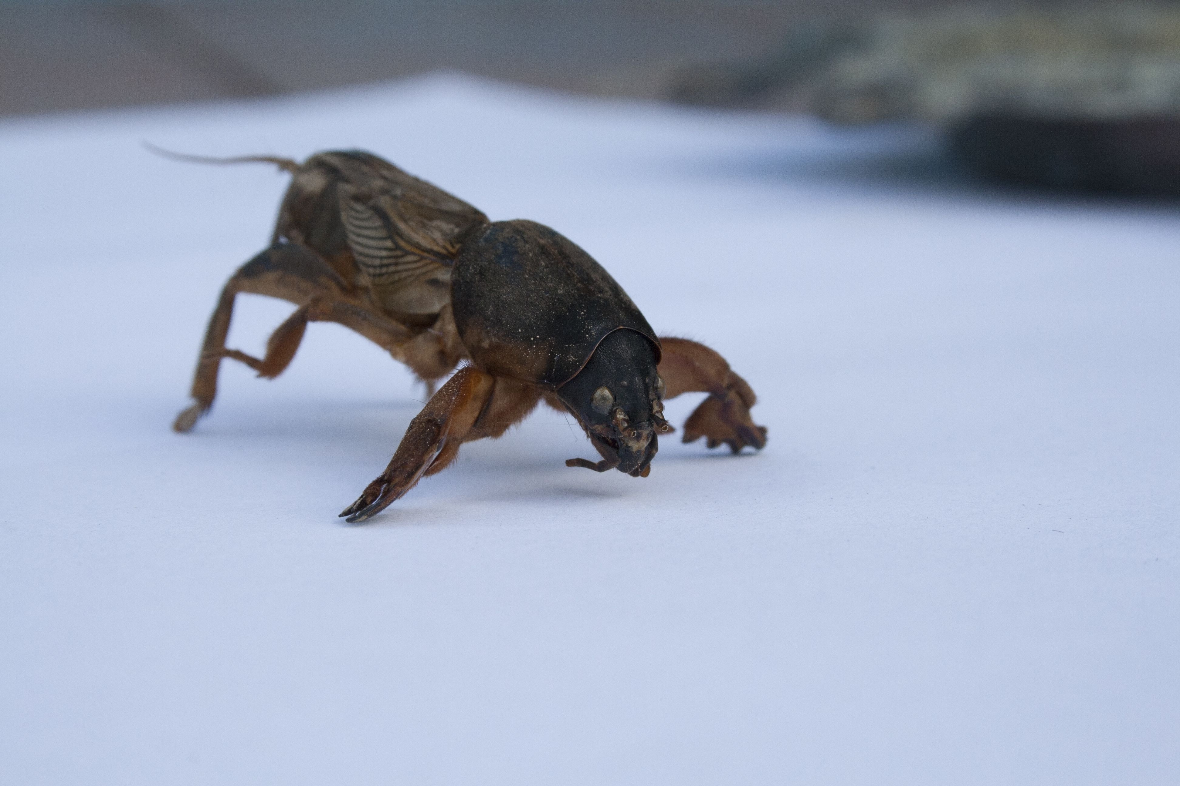 brown and black mole cricket