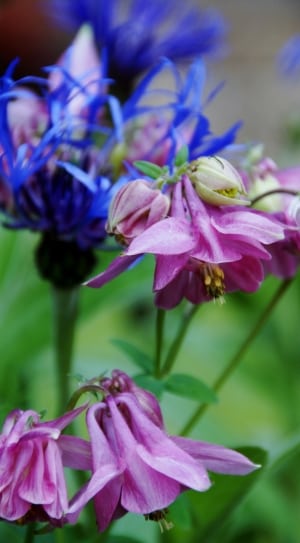 purple and blue petaled flowers in macro photography thumbnail