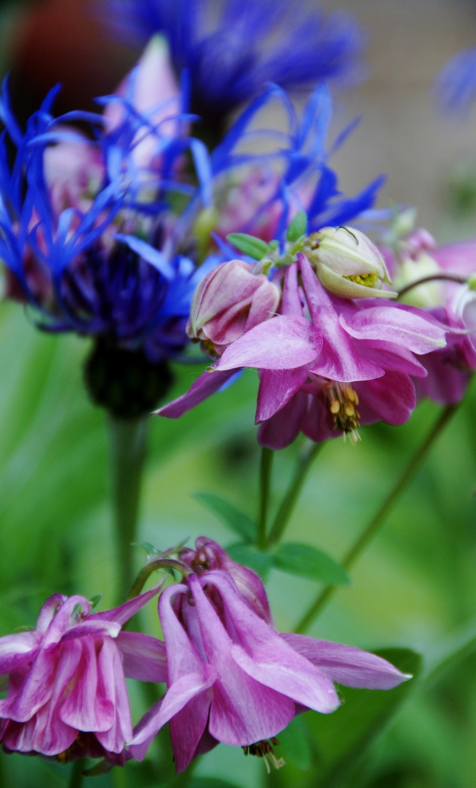 purple and blue petaled flowers in macro photography