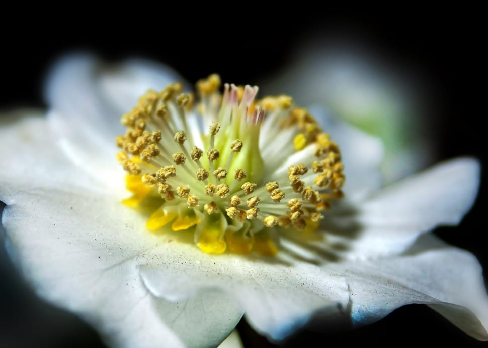 Helleborus, Anemone Blanda, flower, fragility preview