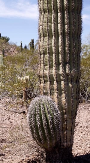 cactuses thumbnail