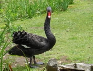 black swan thumbnail