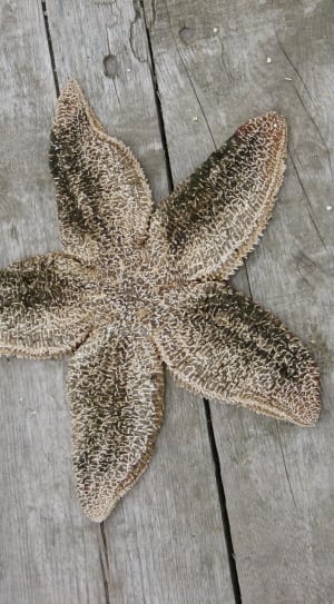 beige starfish thumbnail