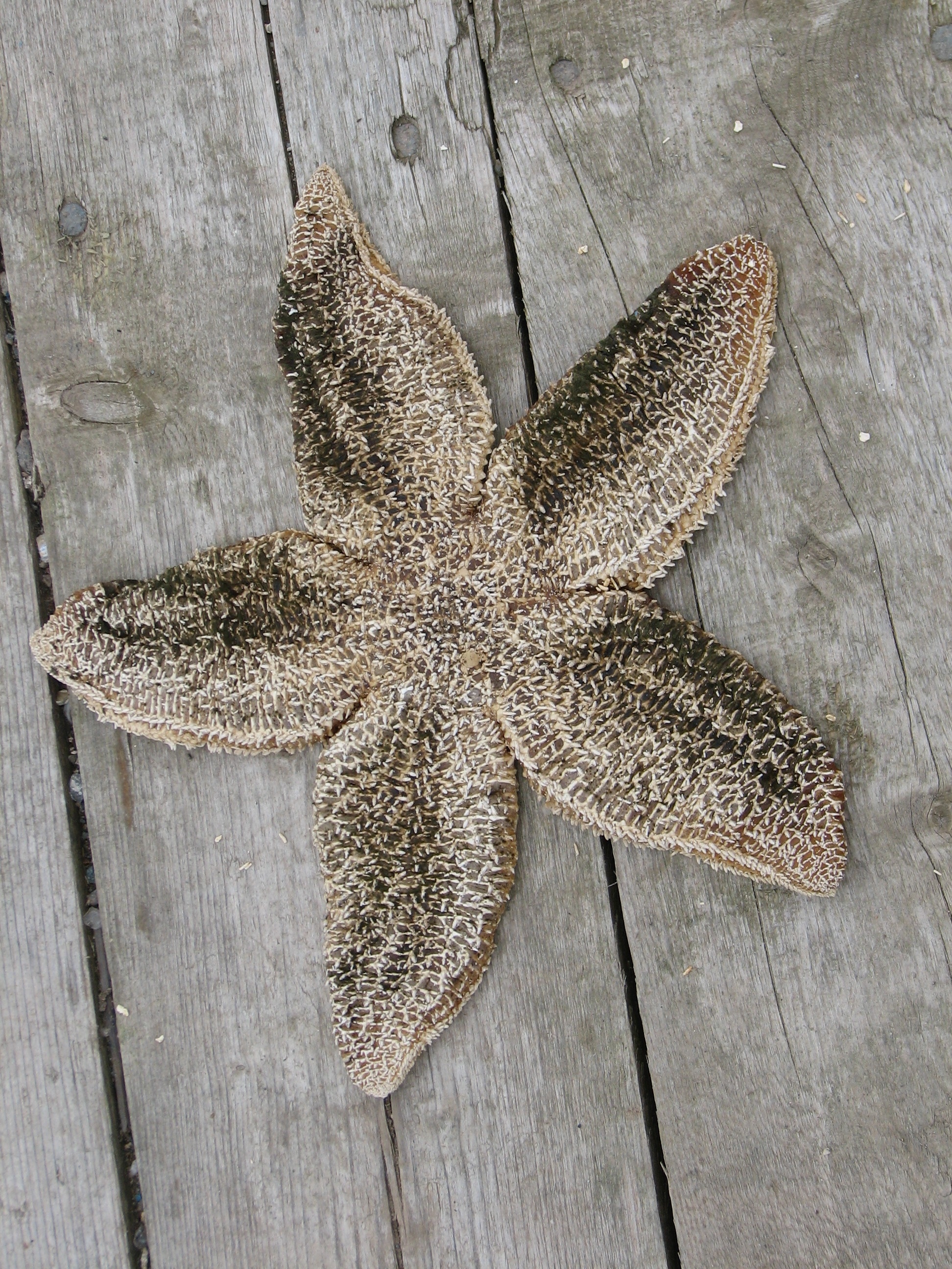 beige starfish