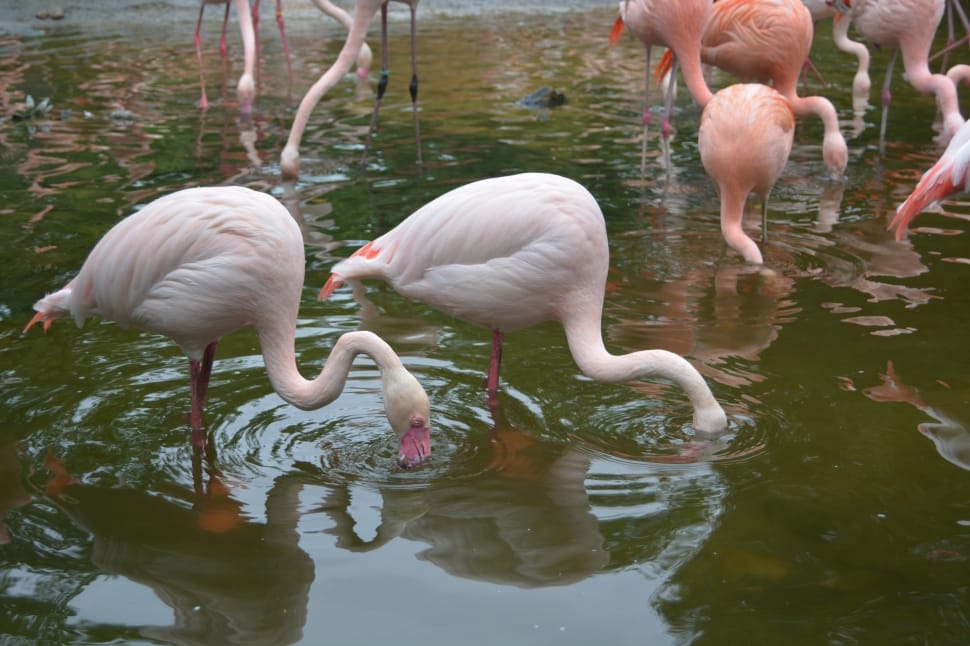 group of flamingos preview