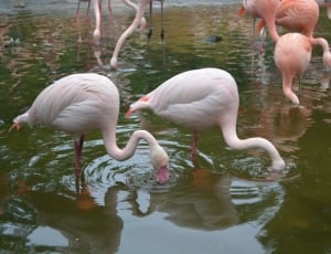 group of flamingos thumbnail