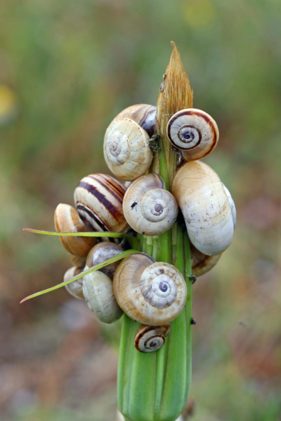 white and brown garden snails preview