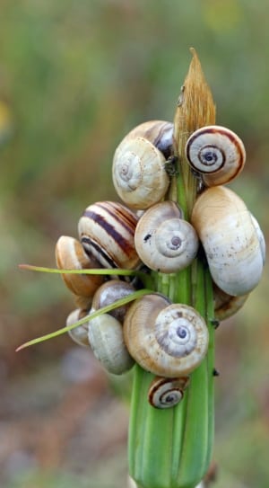 white and brown garden snails thumbnail