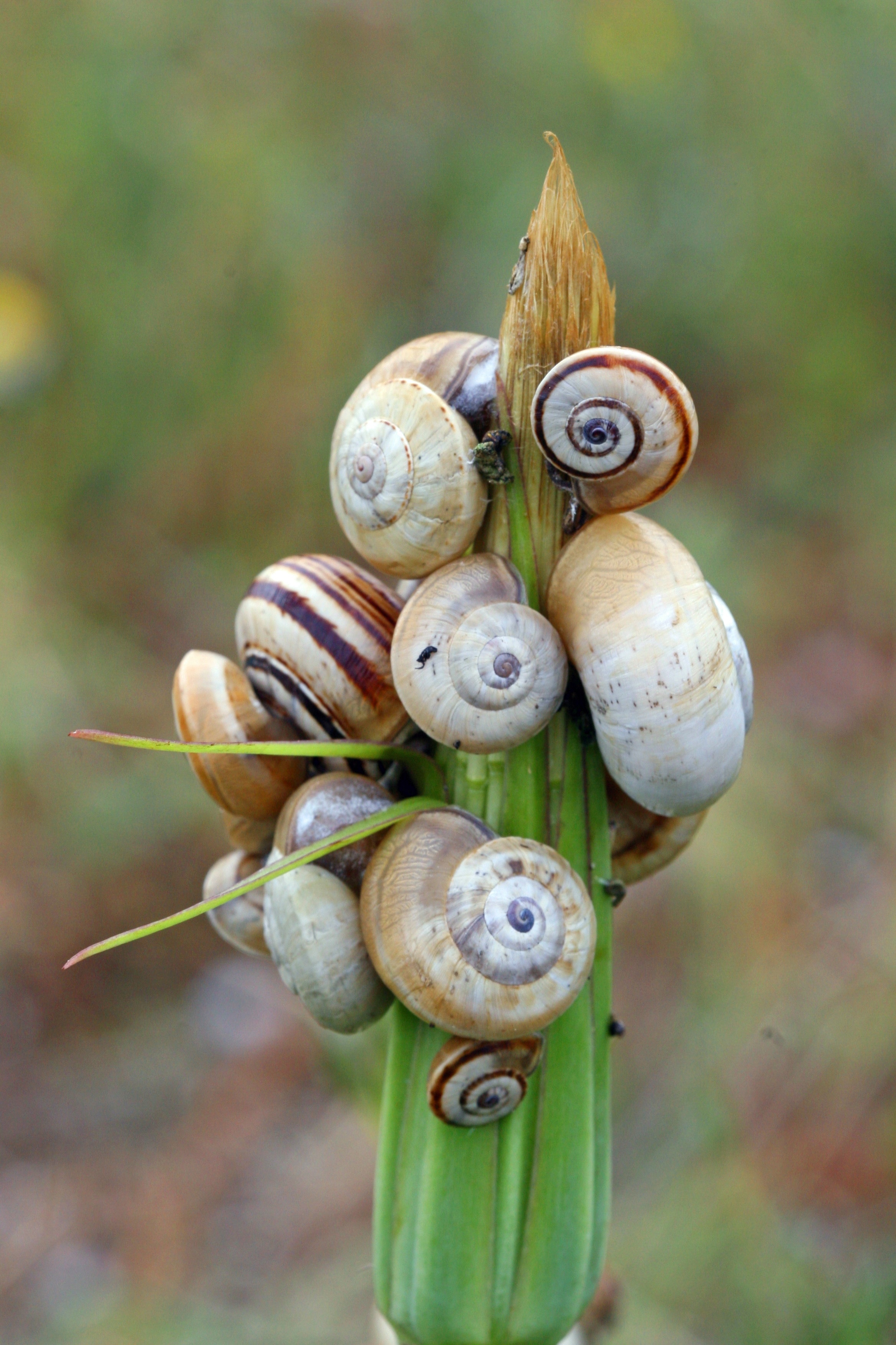 white and brown garden snails
