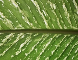 green and grey tree leaf thumbnail
