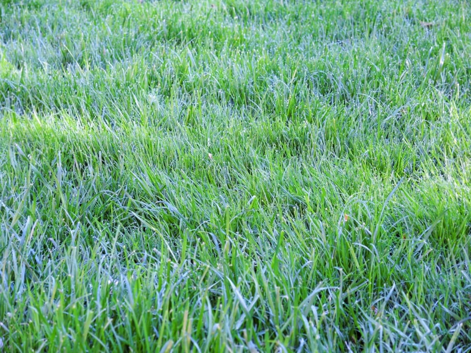 green grass preview