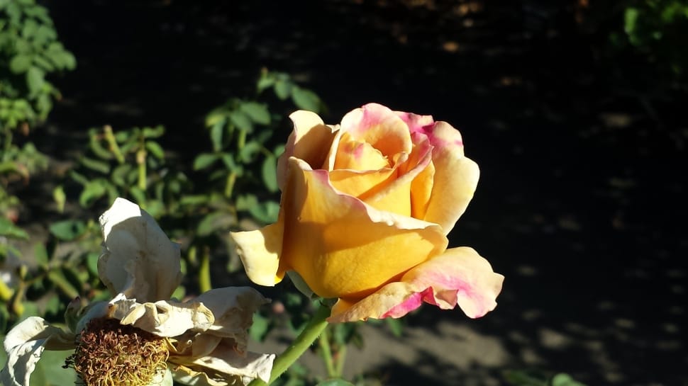 yellow pink and white rose flower preview
