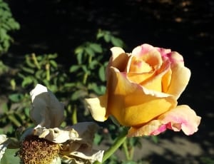 yellow pink and white rose flower thumbnail