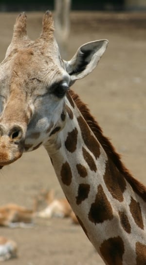 gray and brown giraffe thumbnail