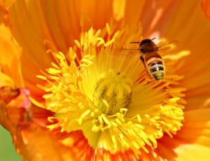 bee and yellow petal flower thumbnail