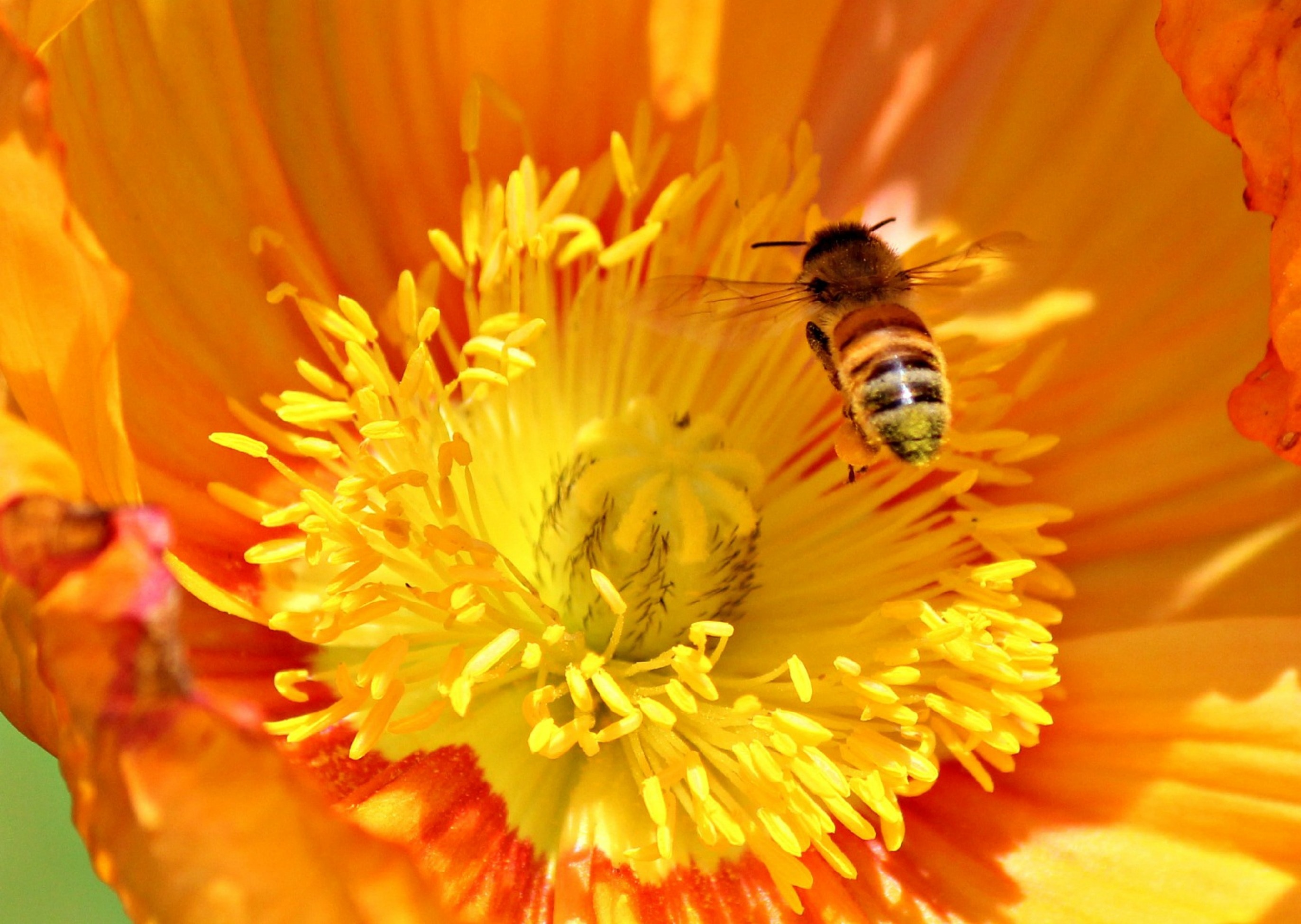 bee and yellow petal flower