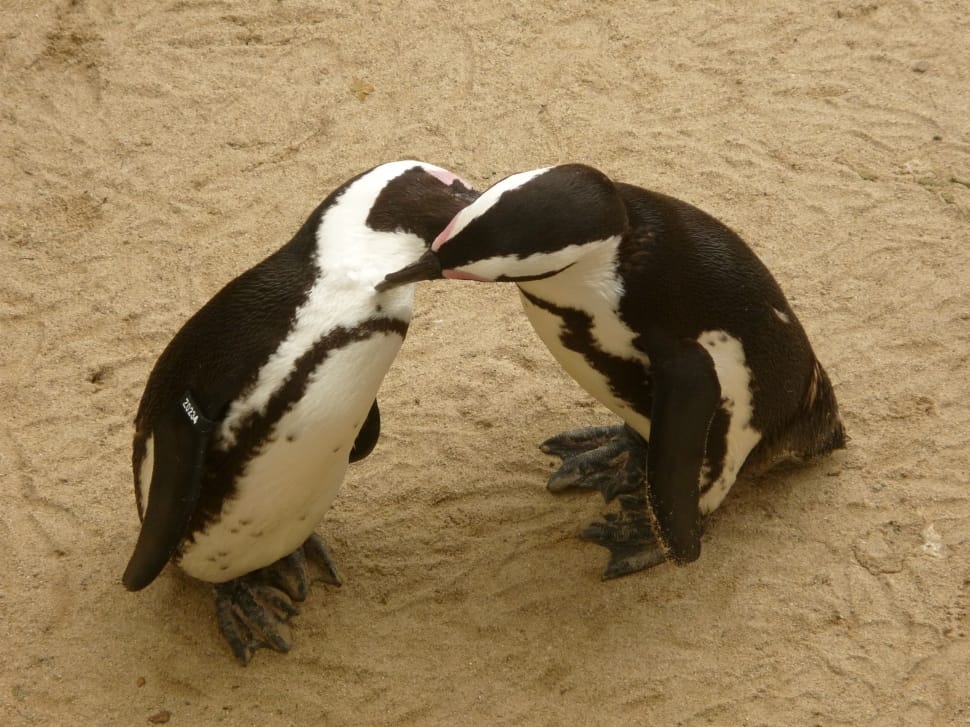 2 white and black penguins preview