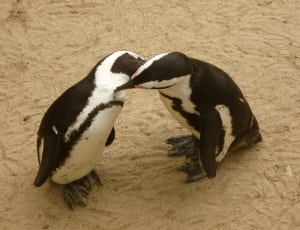 2 white and black penguins thumbnail