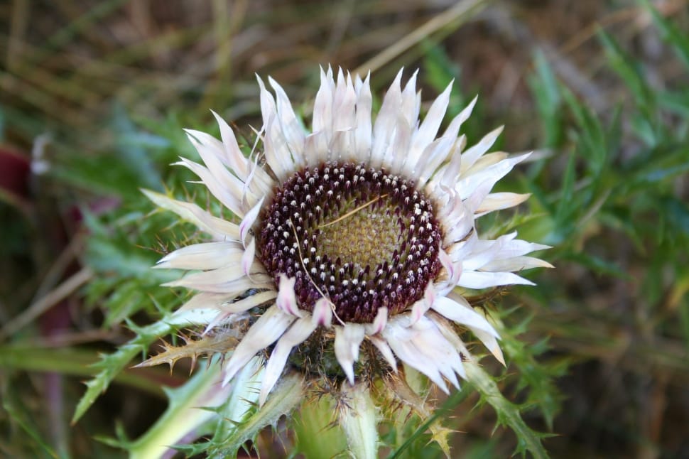 white withered sunflower preview