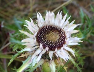 white withered sunflower thumbnail